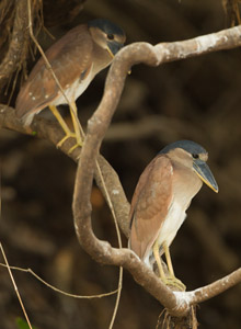 boatbilled heron